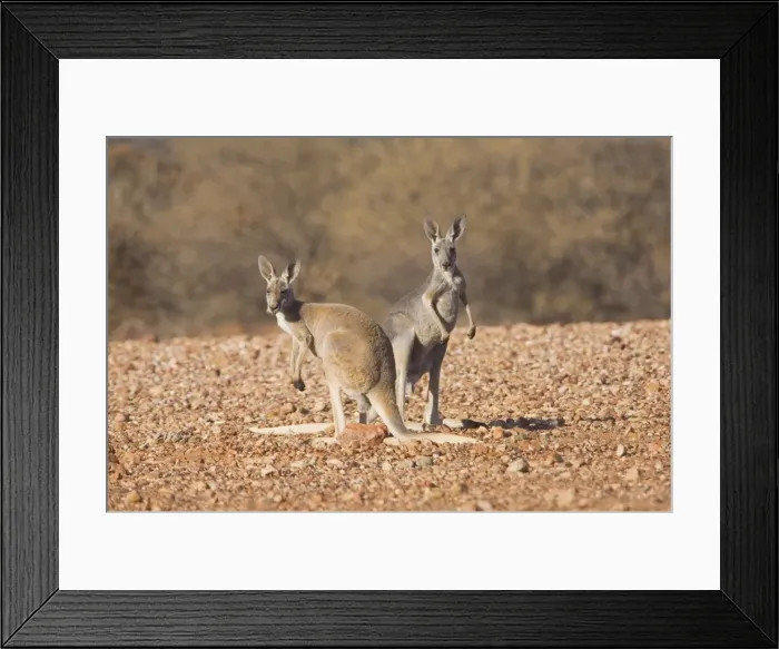 Framed Print : Red Kangaroo - Pair - Male is red and female blue and known as Blue Flier. On a track between Mt Dare, South Australia and Finke in Northern Territory, Australia Framed Print : Red Kangaroo - Pair - Male is red and female blue and known as Blue Flier. On a track between Mt Dare, South Australia and Finke in Northern Territory, Australia