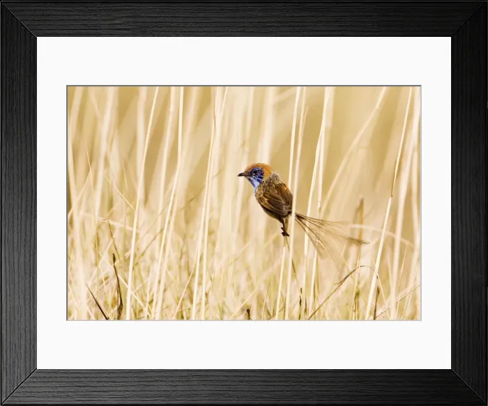 Framed Print : Rufous-crowned Emu-wren - Male - In spinifex south of Alice Springs, Northern Territory, Australia Framed Print : Rufous-crowned Emu-wren - Male - In spinifex south of Alice Springs, Northern Territory, Australia
