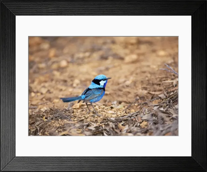 Framed Print : Splendid Fairywren / Banded / Black-backed Wren - In mulga scrub just north of Alice Springs, Northern Territory, Australia Framed Print : Splendid Fairywren / Banded / Black-backed Wren - In mulga scrub just north of Alice Springs, Northern Territory, Australia