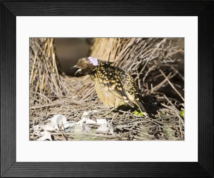 Framed Print : Western Bowerbird - Near its bower in Olive Pink Botanic Gardens, Alice Springs, Northern Territory, Australia Framed Print : Western Bowerbird - Near its bower in Olive Pink Botanic Gardens, Alice Springs, Northern Territory, Australia