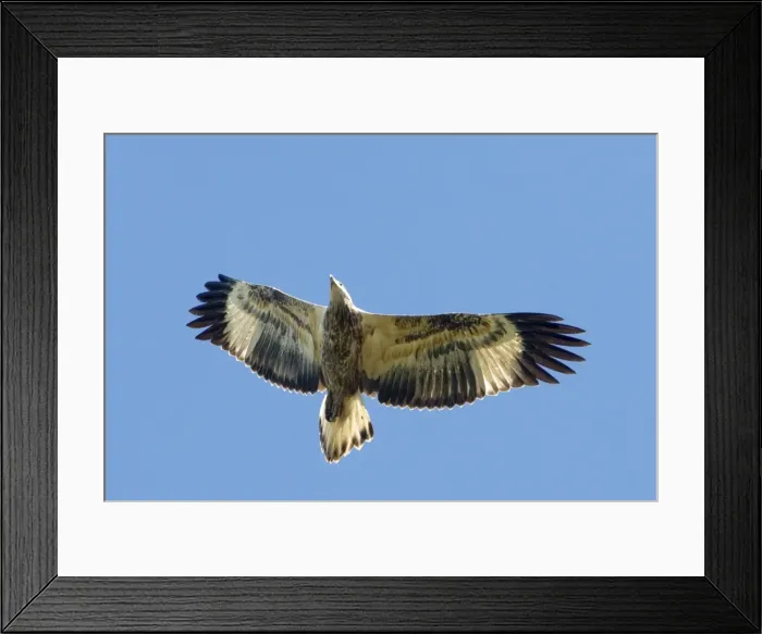 Framed Print : White-bellied Sea-Eagle - Juvenile bird in flight - View from below - MacLeod's Morass, Bairnsdale, Victoria, Australia Framed Print : White-bellied Sea-Eagle - Juvenile bird in flight - View from below - MacLeod's Morass, Bairnsdale, Victoria, Australia