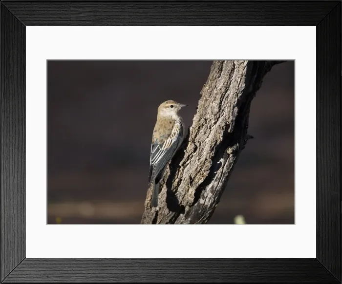 Framed Print : White-winged Triller - Male in eclipse plumage at Olive Pink Botanic Gardens, Alice Springs, Northern Territory, Australia Framed Print : White-winged Triller - Male in eclipse plumage at Olive Pink Botanic Gardens, Alice Springs, Northern Territory, Australia