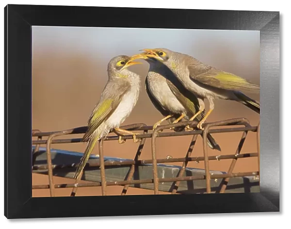 Yellow-throated Miner - Three of a group of four birds that were all calling together, in a display known as a corroboree. Near Finke, Northern Territory, Australia