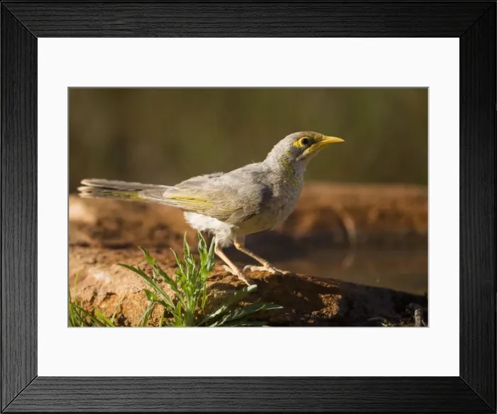 Framed Print : Yellow-throated Miner - At a pool in Finke, Northern Territory, Australia