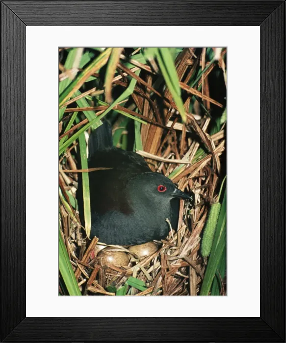 Framed Print : Spotless Crake DH 46 Porzana tabuensis © Don Hadden / ARDEA LONDON Framed Print : Spotless Crake DH 46 Porzana tabuensis © Don Hadden / ARDEA LONDON