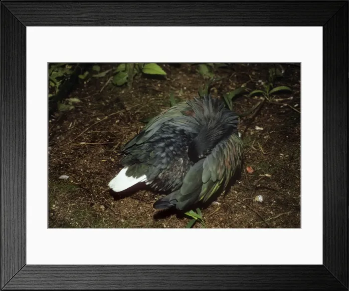 Framed Print : Nicobar Pigeon - preening