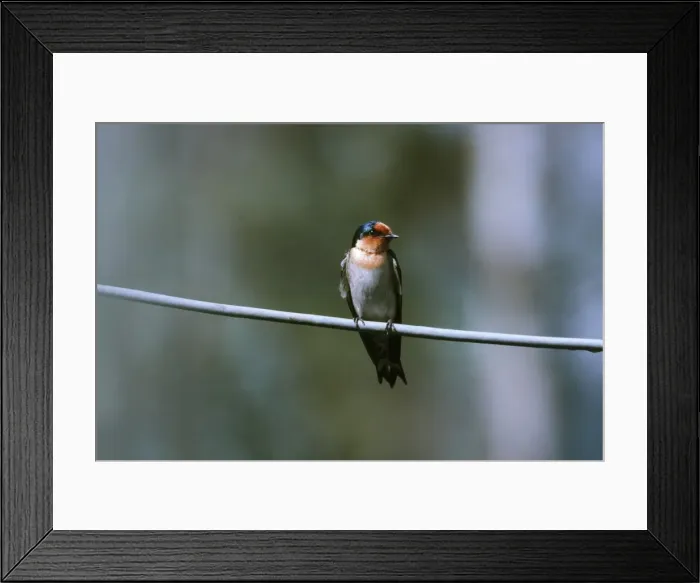 Framed Print : Pacific Swallow DH 802 Perched on branch Hirundo tahitica © Don Hadden / ARDEA LONDON Framed Print : Pacific Swallow DH 802 Perched on branch Hirundo tahitica © Don Hadden / ARDEA LONDON