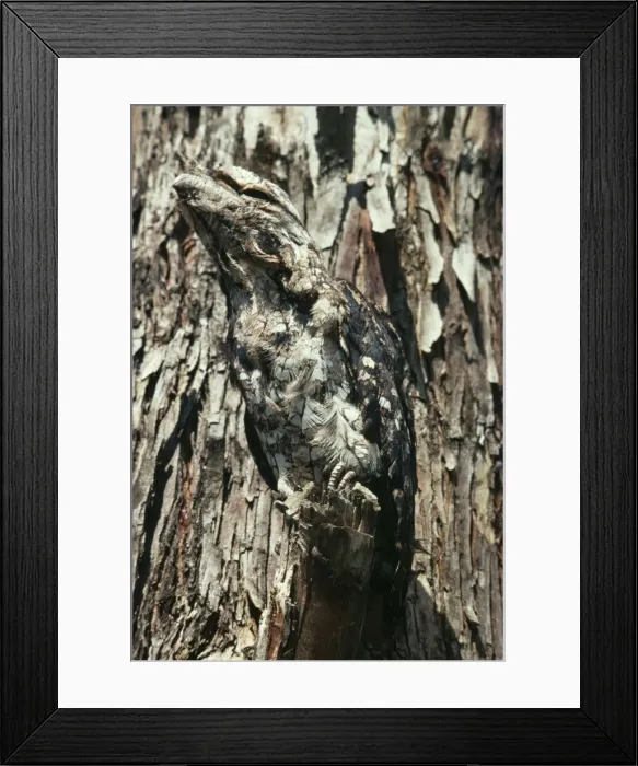 Framed Print : Papuan Frogmouth DH 827 Cryptic Colouration Podargus papuensis © Don Hadden / ARDEA LONDON Framed Print : Papuan Frogmouth DH 827 Cryptic Colouration Podargus papuensis © Don Hadden / ARDEA LONDON