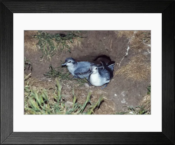 Framed Print : Fairy Prions DH-48 Pair in nest, Motunau Island, New Zealand Pachyptila turtur © Don Hadden  /  ARDEA LONDON