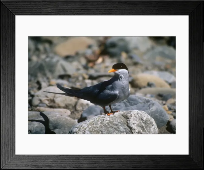 Framed Print : Black-fronted Tern formerly: Chlidonias albostriatus Framed Print : Black-fronted Tern formerly: Chlidonias albostriatus