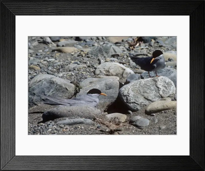 Framed Print : Black-fronted Terns formerly: Chlidonias albostriatus Framed Print : Black-fronted Terns formerly: Chlidonias albostriatus