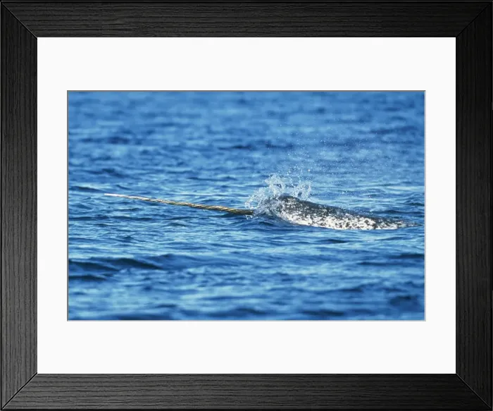 Framed Print : Narwhal DOC 110 Canadian Arctic Monodon monoceros © Doc White / ARDEA LONDON Framed Print : Narwhal DOC 110 Canadian Arctic Monodon monoceros © Doc White / ARDEA LONDON