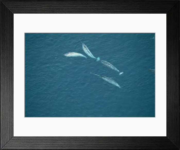 Framed Print : Narwhal DOC 113 Canadian Arctic floe edge Monodon monoceros © Doc White / ARDEA LONDON Framed Print : Narwhal DOC 113 Canadian Arctic floe edge Monodon monoceros © Doc White / ARDEA LONDON
