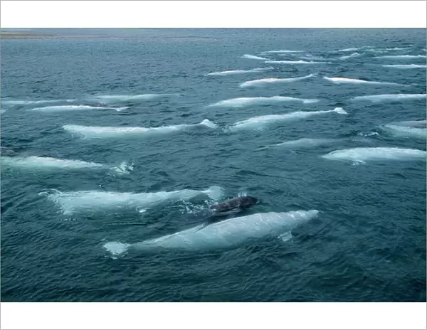 Beluga Whale and Calf DOC 148 Canadian Arctic Delphinapterus leucas © Doc White  /  ARDEA LONDON