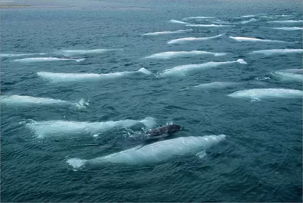Beluga Whale and Calf DOC 148 Canadian Arctic Delphinapterus leucas © Doc White  /  ARDEA LONDON
