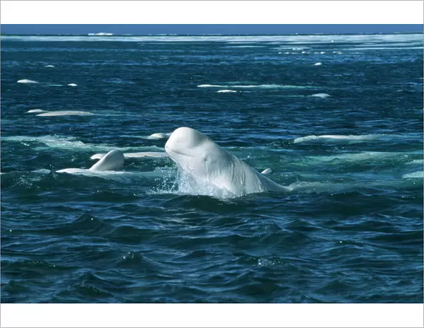 Beluga Whale DOC 155 Canadian arctic Delphinapterus leucas © Doc White  /  ARDEA LONDON