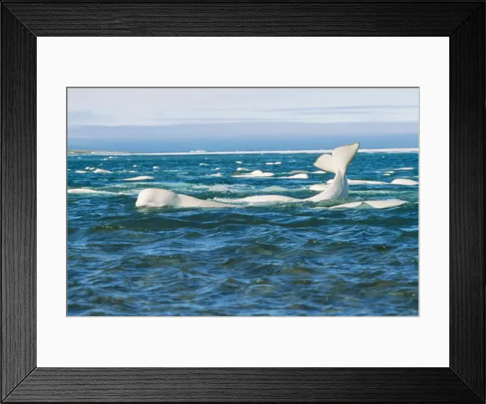 Framed Print : Beluga Whale DOC 162 Canadian Arctic Delphinapterus leucas © Doc White / ARDEA LONDON Framed Print : Beluga Whale DOC 162 Canadian Arctic Delphinapterus leucas © Doc White / ARDEA LONDON