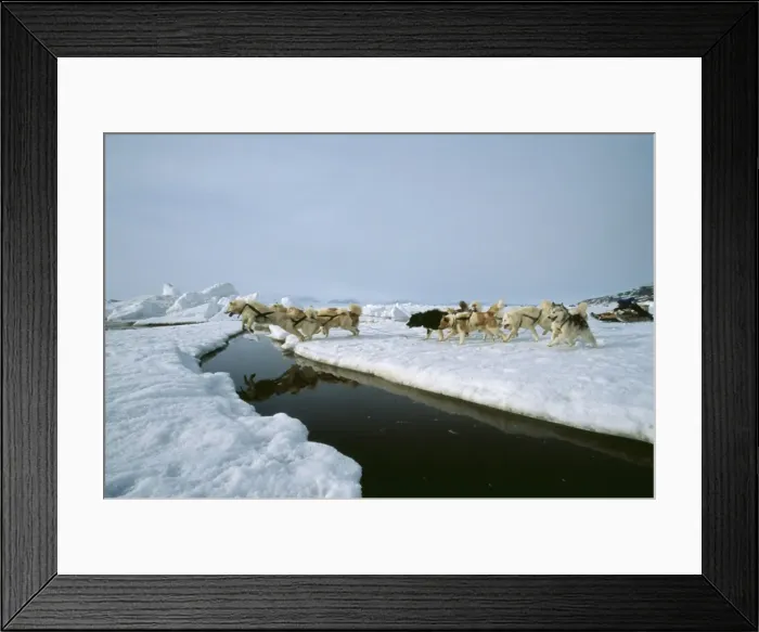 Framed Print : Husky Dog 33 Dog sled. Candian Arctic, Ice floe © Doc White  /  ARDEA LONDON