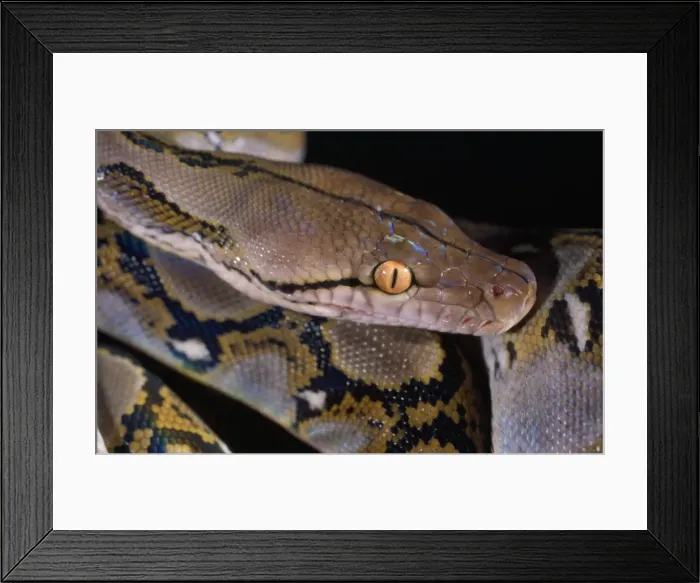 Framed Print : Reticulated Python - showing heat sensory pits Framed Print : Reticulated Python - showing heat sensory pits