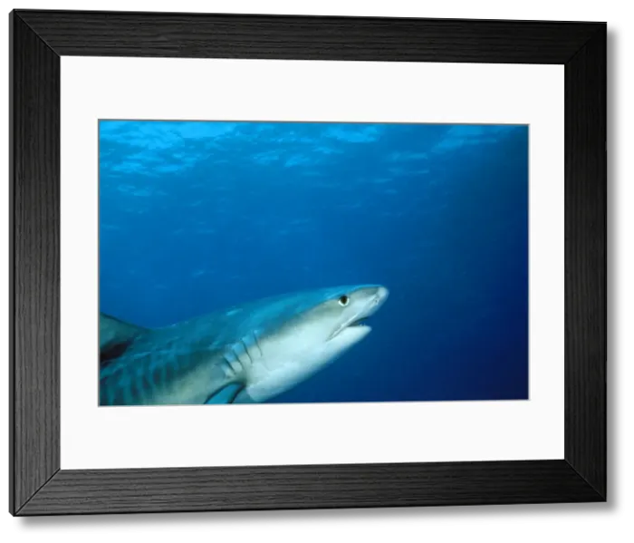 Framed Print : Tiger Shark - head & dorsal fin. Swimming into the frame. Bahamas Framed Print : Tiger Shark - head & dorsal fin. Swimming into the frame. Bahamas