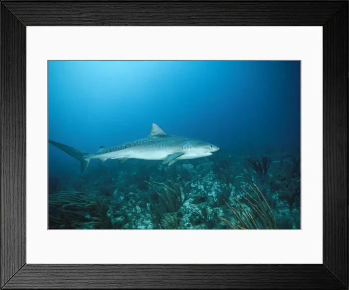 Framed Print : Tiger Shark - full length Bahamas Framed Print : Tiger Shark - full length Bahamas