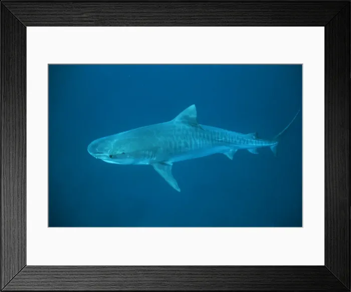 Framed Print : Tiger Shark - in deep water Bahamas Framed Print : Tiger Shark - in deep water Bahamas