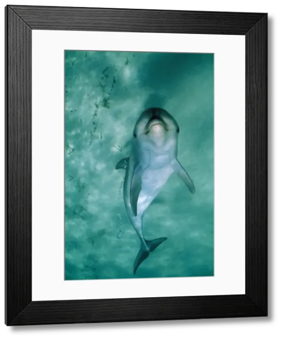Framed Print : Bottlenose Dolphin - underside view with bubbles from blowhole
