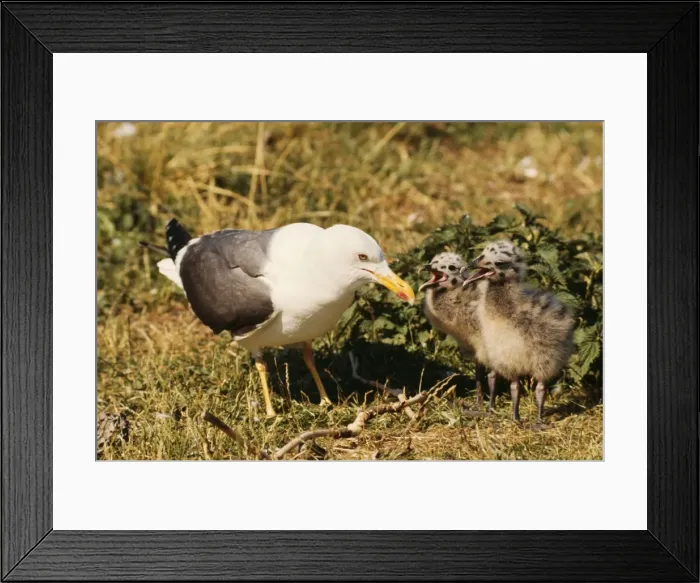 Framed Print : Lesser Black-backed Gull DU 339 With chicks begging for food Larus fuscus © David & Katie Urry / ARDEA LONDON Framed Print : Lesser Black-backed Gull DU 339 With chicks begging for food Larus fuscus © David & Katie Urry / ARDEA LONDON