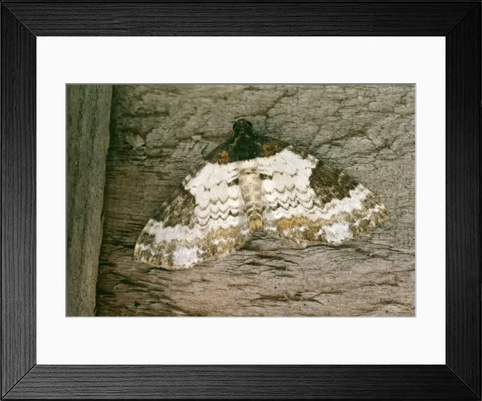 Framed Print : Pretty Chalk Carpet Moth DWG 203 Melanthia procellata © D W Greenslade / ARDEA LONDON Framed Print : Pretty Chalk Carpet Moth DWG 203 Melanthia procellata © D W Greenslade / ARDEA LONDON