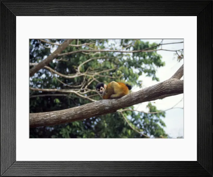 Framed Print : Red-backed Monkey Costa Rica Framed Print : Red-backed Monkey Costa Rica