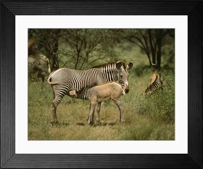 Framed Print : Grevy's Zebra ED 274 Samburu, Kenya Africa. Equus grevyi © Eric Dragesco / ARDEA LONDON Framed Print : Grevy's Zebra ED 274 Samburu, Kenya Africa. Equus grevyi © Eric Dragesco / ARDEA LONDON