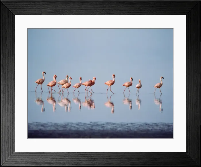 Framed Print : Lesser Flamingo Nakuru Kenya. Digital Manipulation: background / sky changed from grey to blue Framed Print : Lesser Flamingo Nakuru Kenya. Digital Manipulation: background / sky changed from grey to blue