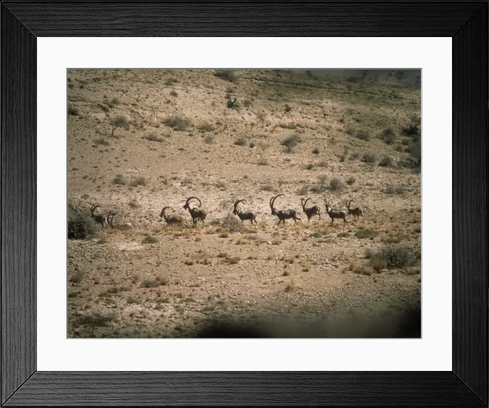 Framed Print : Turkmen Wild Goat - bachelor herd moving across desert Kirthar National Park, Pakistan Framed Print : Turkmen Wild Goat - bachelor herd moving across desert Kirthar National Park, Pakistan