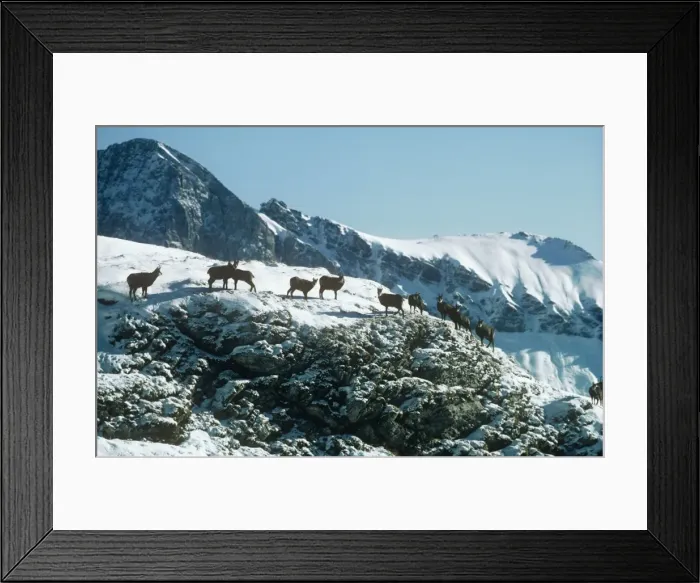 Framed Print : Chamois Gran Paradiso National Park Italy Framed Print : Chamois Gran Paradiso National Park Italy