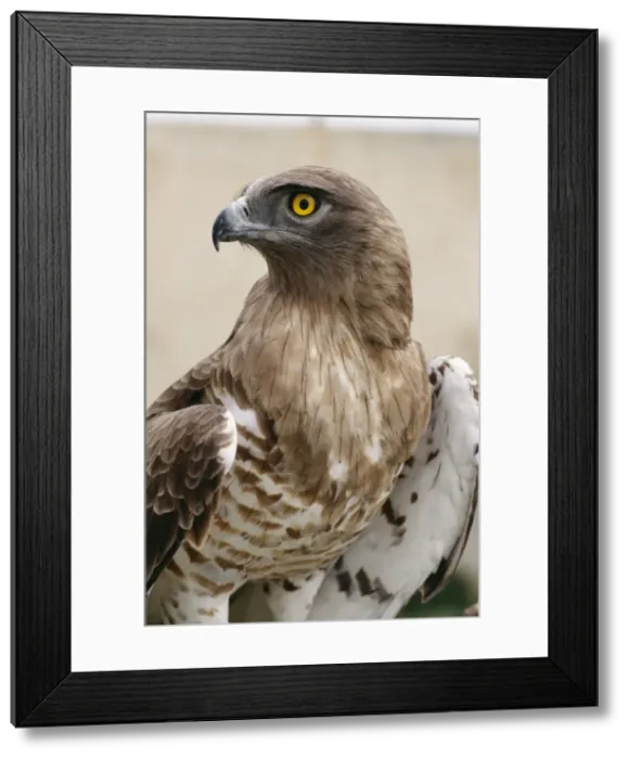 Framed Print : Short Toed Eagle ED 701 France Circaetus gallicus © Eric Dragesco / ARDEA LONDON Framed Print : Short Toed Eagle ED 701 France Circaetus gallicus © Eric Dragesco / ARDEA LONDON