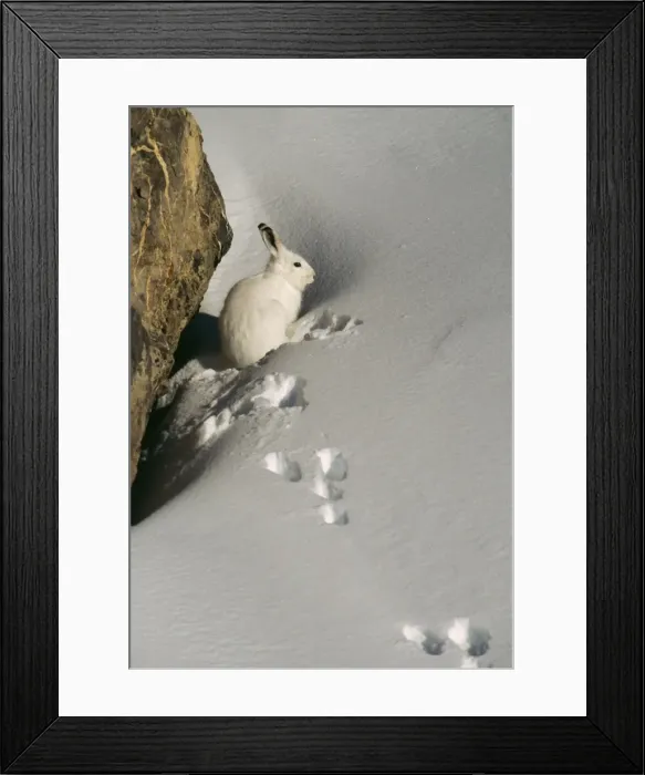 Framed Print : Mountain / Blue Hare ED 711 Swiss Alps Lepus timidus © Eric Dragesco / ARDEA LONDON Framed Print : Mountain / Blue Hare ED 711 Swiss Alps Lepus timidus © Eric Dragesco / ARDEA LONDON