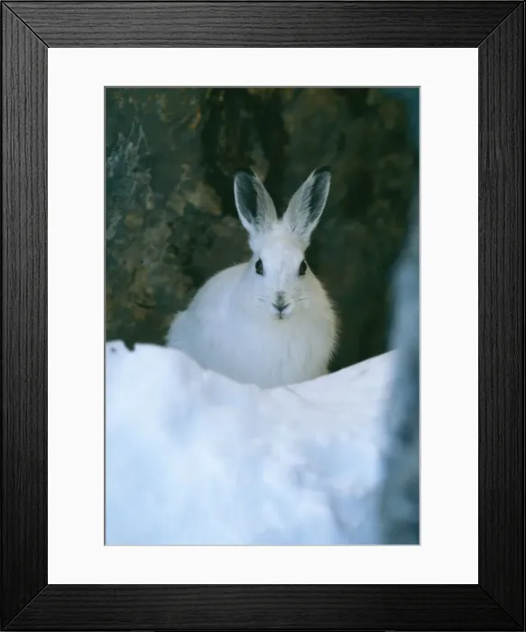 Framed Print : Mountain / Blue Hare ED 720 Swiss Alps Lepus timidus © Eric Dragesco / ARDEA LONDON Framed Print : Mountain / Blue Hare ED 720 Swiss Alps Lepus timidus © Eric Dragesco / ARDEA LONDON