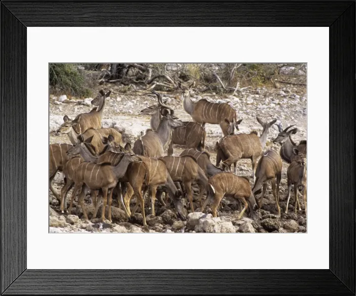 Framed Print : Greater Kudu - group Etosha National Park Namibia Africa Framed Print : Greater Kudu - group Etosha National Park Namibia Africa