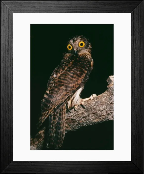 Framed Print : Papuan Hawk Owl EL 357 Uroglaux dimorpha © Eric Lindgren / ARDEA LONDON Framed Print : Papuan Hawk Owl EL 357 Uroglaux dimorpha © Eric Lindgren / ARDEA LONDON
