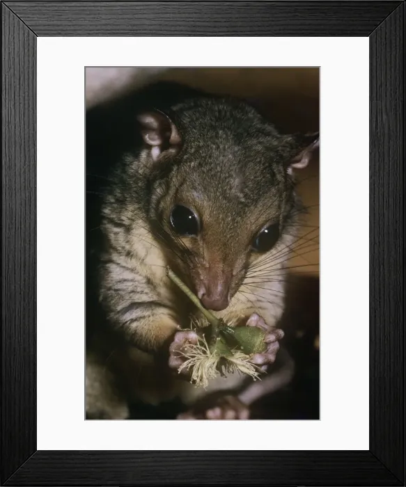 Framed Print : Scaly-tailed possum - feeding Framed Print : Scaly-tailed possum - feeding