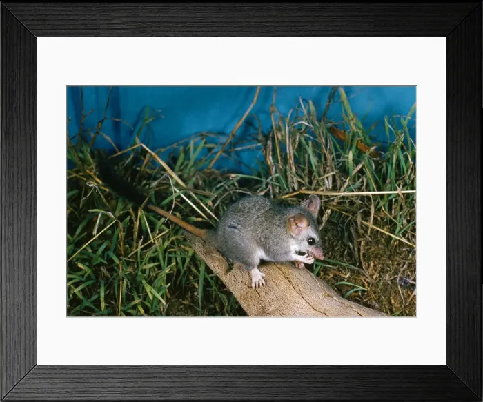 Framed Print : Red-tailed Phascogale Family: Dasyuridae Endemic to Western Australia Framed Print : Red-tailed Phascogale Family: Dasyuridae Endemic to Western Australia