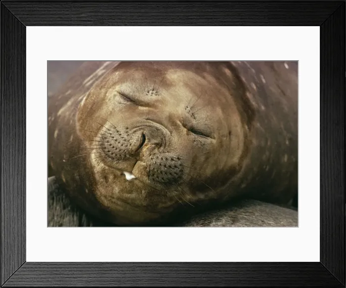 Framed Print : Elephant Seal EM 561 Head shot, asleep. Mirounga leonina © E. Mickleburgh / ARDEA LONDON Framed Print : Elephant Seal EM 561 Head shot, asleep. Mirounga leonina © E. Mickleburgh / ARDEA LONDON