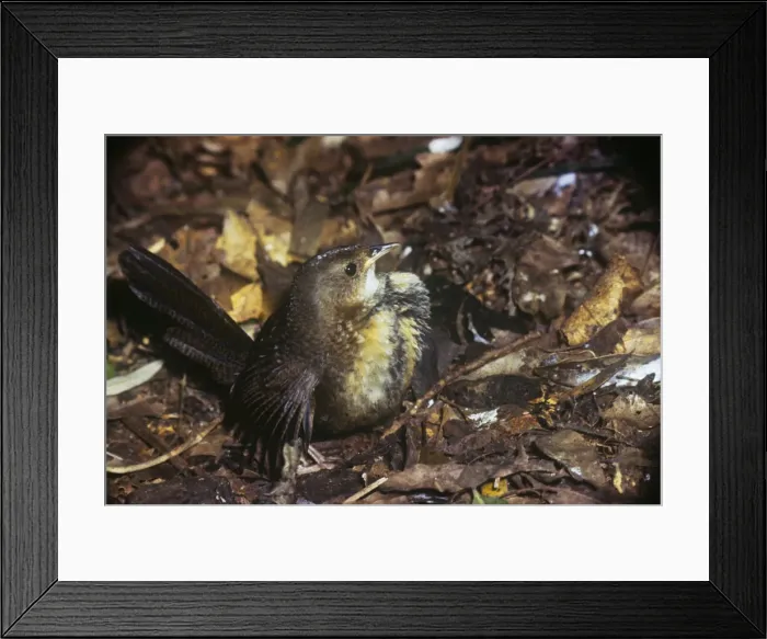 Framed Print : Rufous Scrub Bird Framed Print : Rufous Scrub Bird