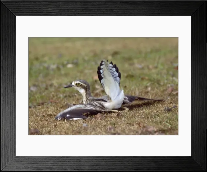 Framed Print : Beach Stone Curlew - distraction display, feigning injury Framed Print : Beach Stone Curlew - distraction display, feigning injury