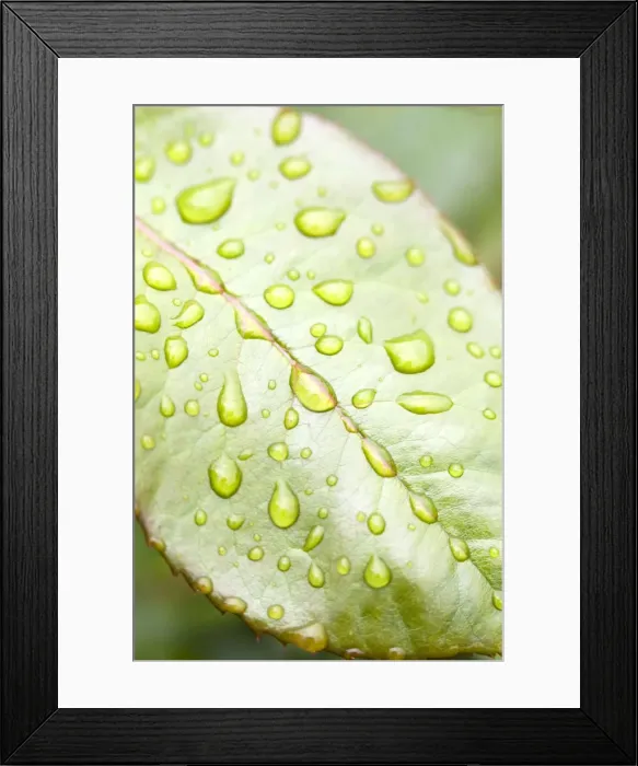 Framed Print : Rain Drops on Rose Leaf Framed Print : Rain Drops on Rose Leaf