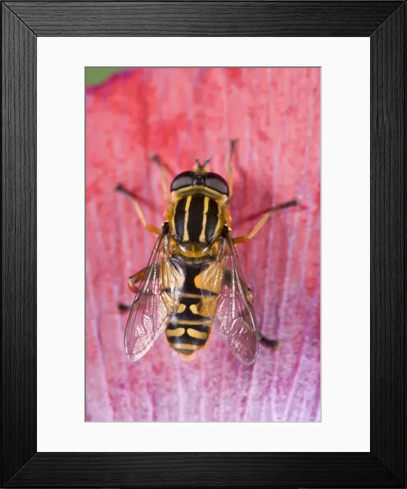 Framed Print : Hover Fly Sitting on poppy petal Framed Print : Hover Fly Sitting on poppy petal