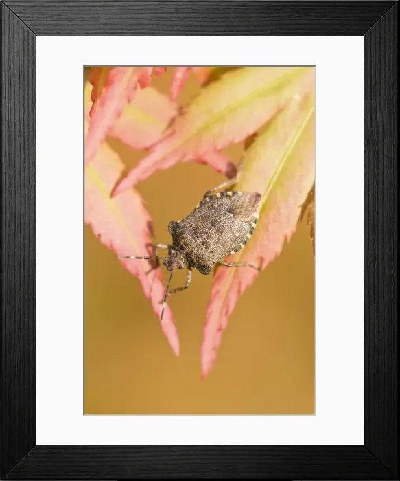 Framed Print : Green Shield Bug Sunning on Maple leaves after winter hibernation Norfolk UK Framed Print : Green Shield Bug Sunning on Maple leaves after winter hibernation Norfolk UK