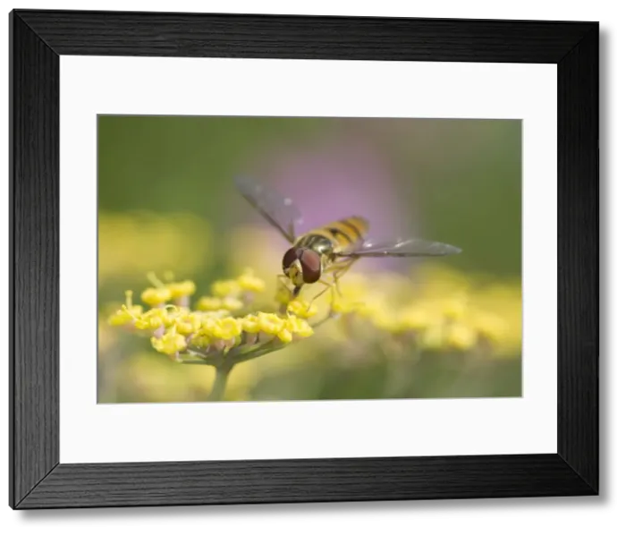 Framed Print : Hoverfly - Feeding on Fennel Flowers Norfolk UK Framed Print : Hoverfly - Feeding on Fennel Flowers Norfolk UK