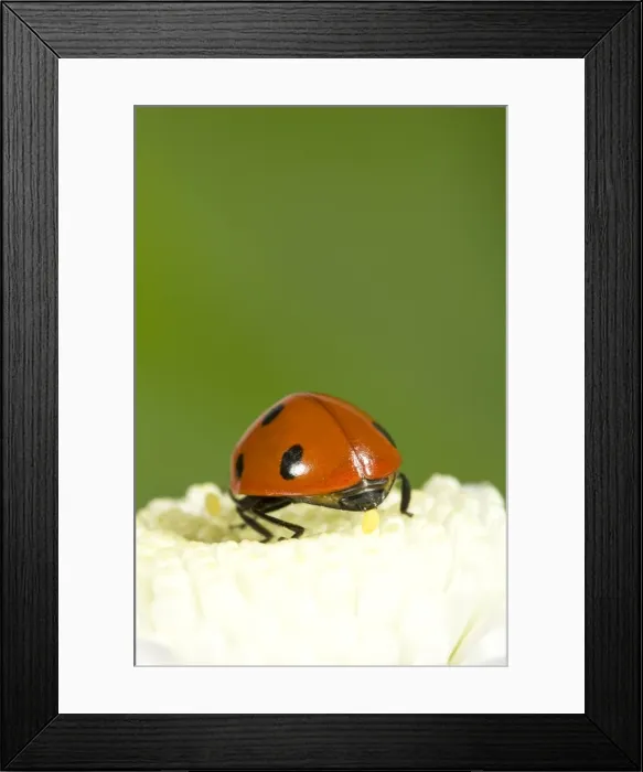 Framed Print : 7-Spot Ladybird on White Flower laying eggs. Norfolk UK Framed Print : 7-Spot Ladybird on White Flower laying eggs. Norfolk UK