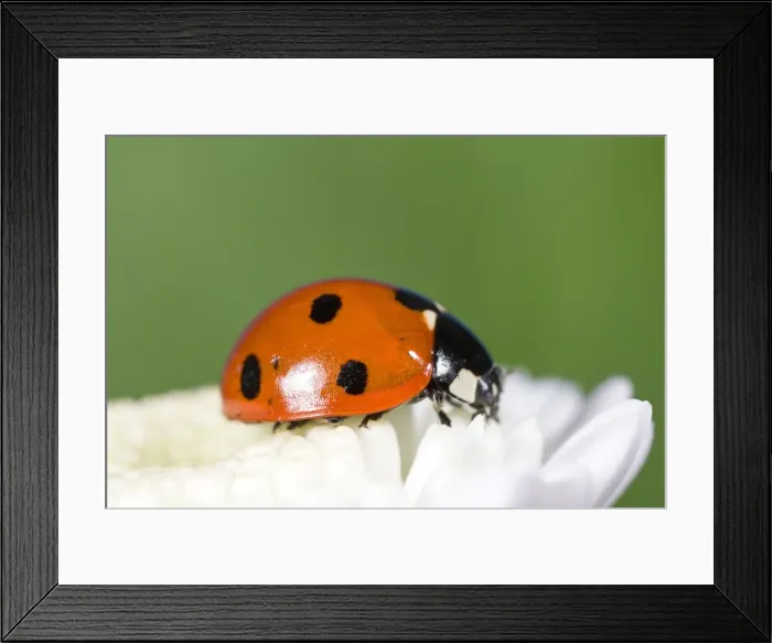 Framed Print : 7 Spot Ladybird on White Flower Norfolk UK Framed Print : 7 Spot Ladybird on White Flower Norfolk UK